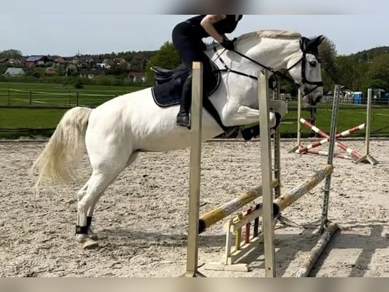 Koń oldenburski Klacz 14 lat 160 cm Siwa in Lichtenfels