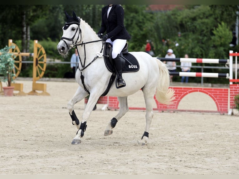 Koń oldenburski Klacz 14 lat 160 cm Siwa in Lichtenfels