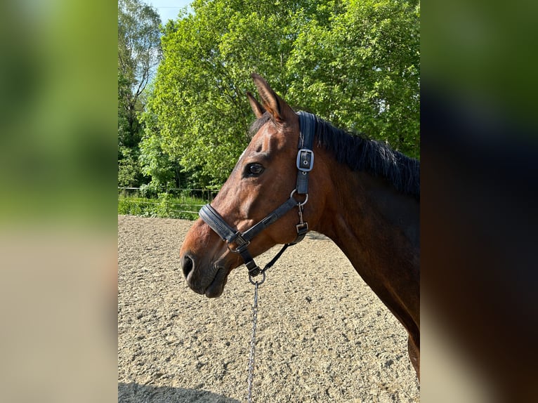 Koń oldenburski Klacz 14 lat 162 cm Ciemnogniada in Fronreute