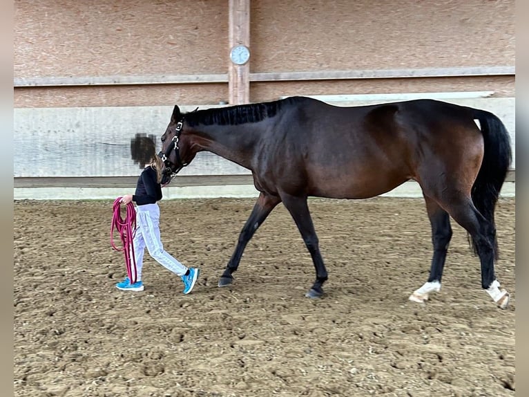 Koń oldenburski Klacz 14 lat 162 cm Ciemnogniada in Fronreute