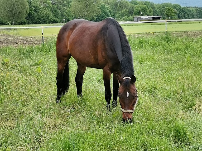 Koń oldenburski Klacz 14 lat 162 cm Ciemnogniada in Fronreute