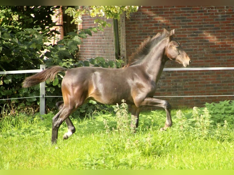 Koń oldenburski Klacz 14 lat 163 cm Gniada in Aurich EgelsAurich