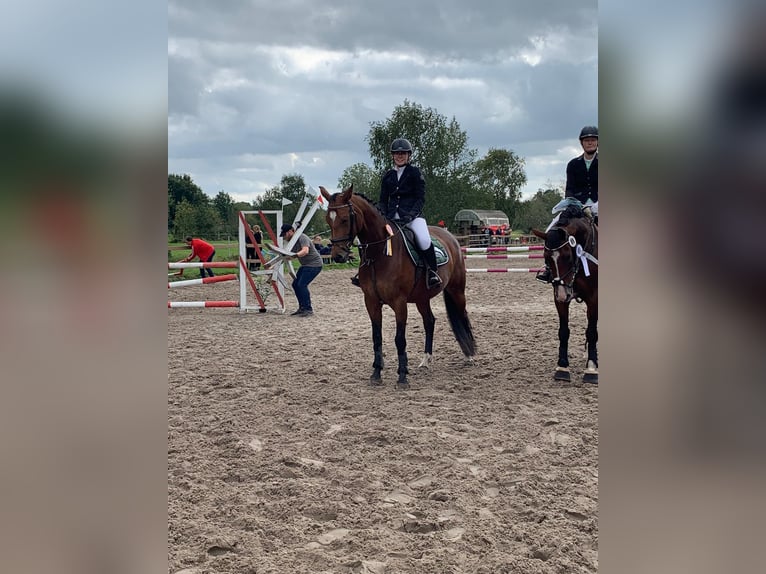 Koń oldenburski Klacz 14 lat 163 cm Gniada in Aurich EgelsAurich