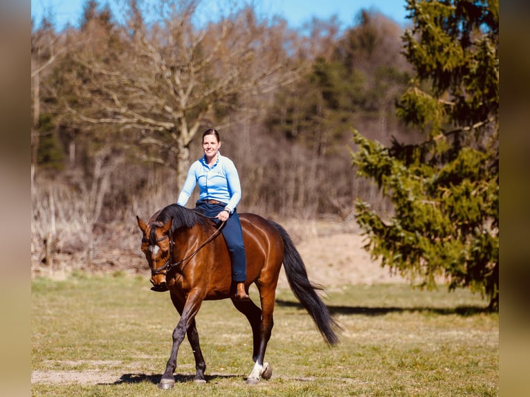 Koń oldenburski Klacz 14 lat 163 cm Gniada in Aurich EgelsAurich