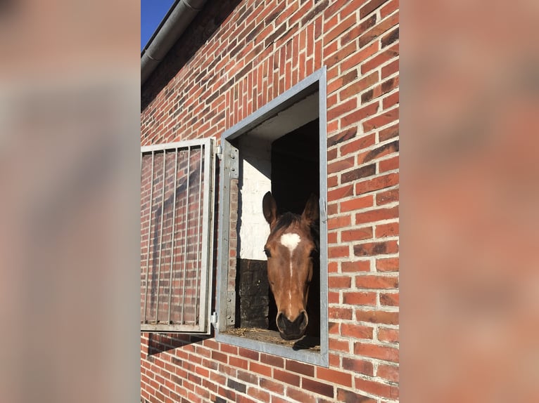 Koń oldenburski Klacz 14 lat 163 cm Gniada in Aurich EgelsAurich