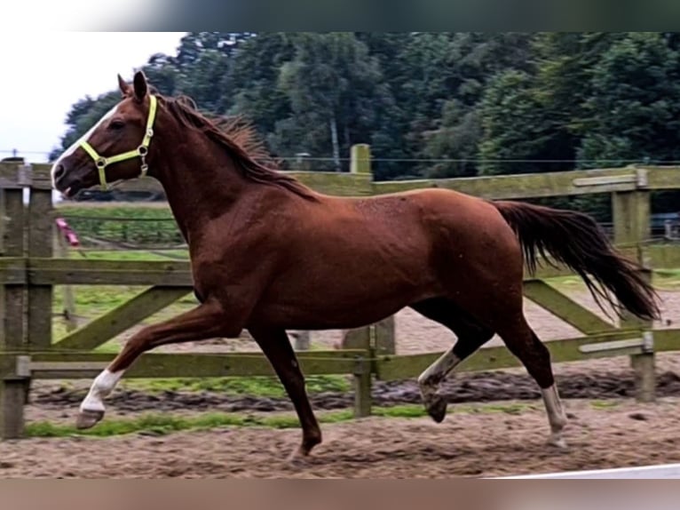 Koń oldenburski Klacz 14 lat 164 cm Kasztanowata in Champsac