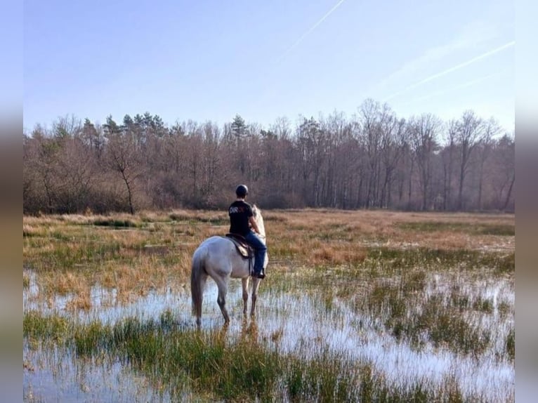 Koń oldenburski Klacz 14 lat 164 cm Siwa in Olen