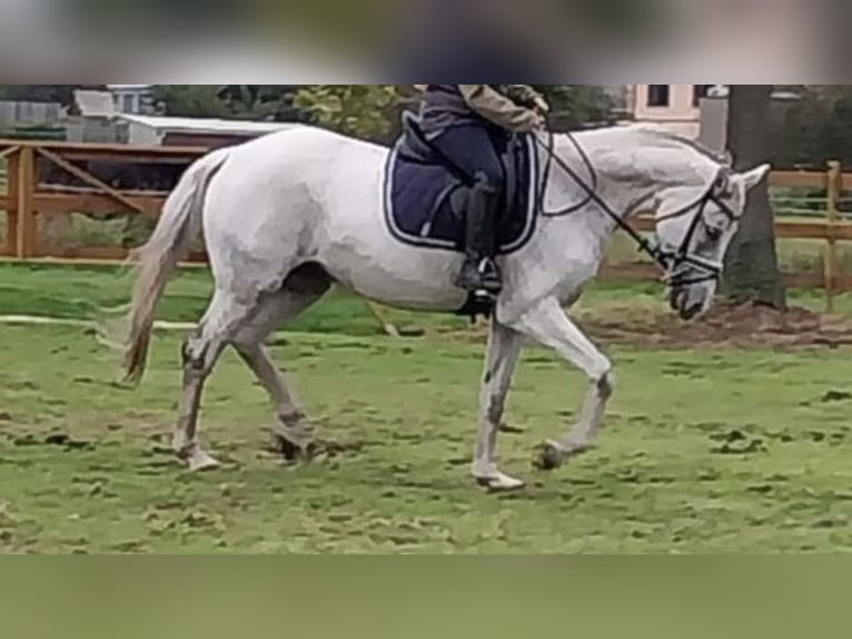 Koń oldenburski Klacz 14 lat 164 cm Siwa in Olen