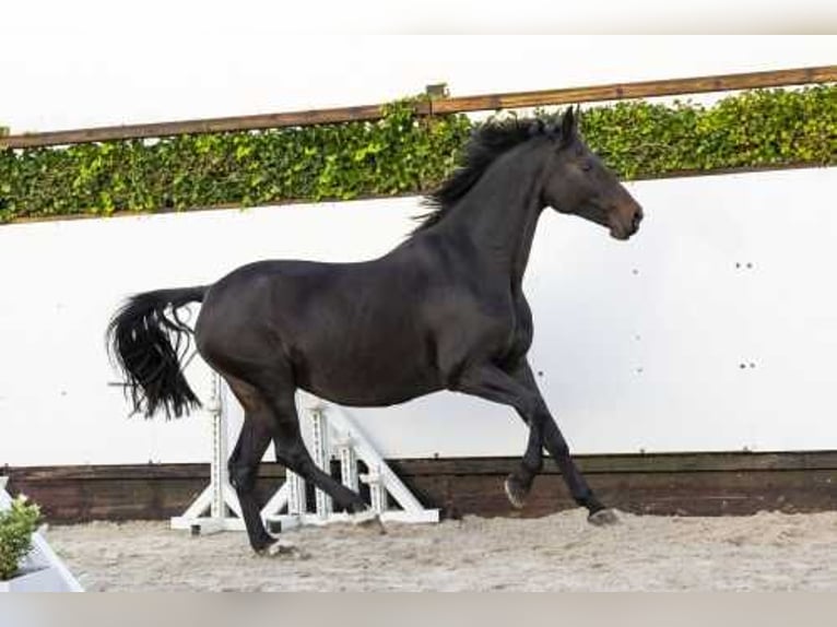 Koń oldenburski Klacz 14 lat 165 cm Ciemnogniada in Waddinxveen