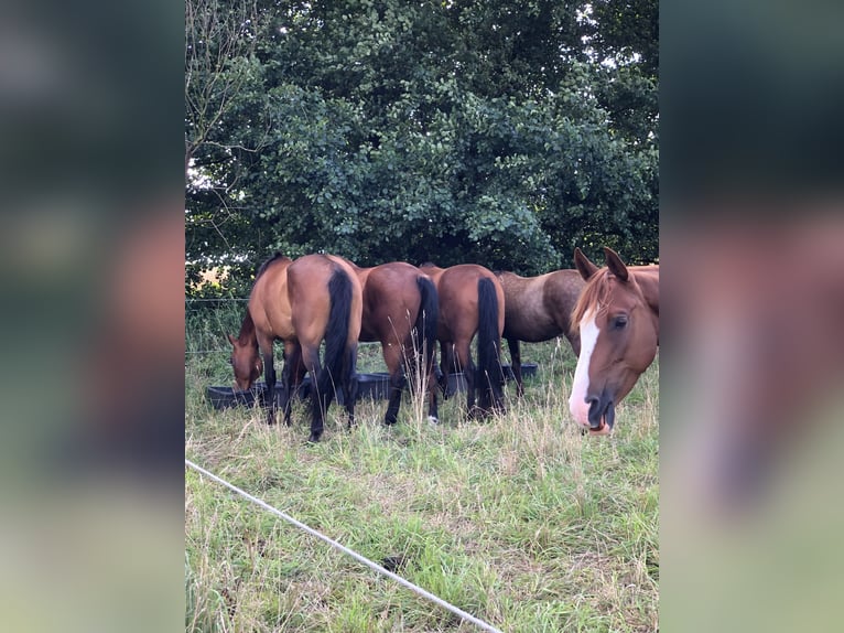 Koń oldenburski Klacz 14 lat 165 cm Gniada in Ribbesbüttel