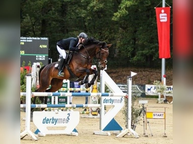 Koń oldenburski Klacz 14 lat 166 cm Ciemnogniada in Ostbevern