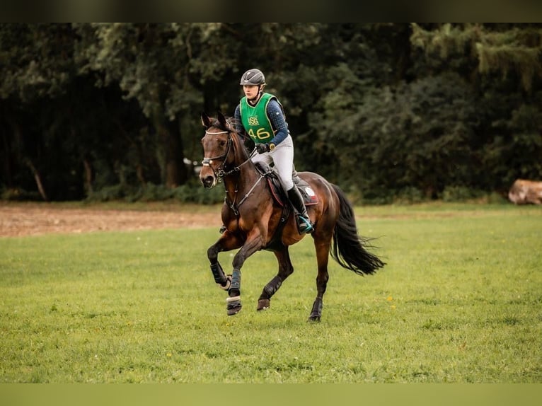 Koń oldenburski Klacz 14 lat 166 cm Ciemnogniada in Ostbevern