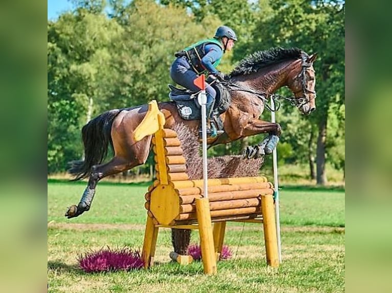 Koń oldenburski Klacz 14 lat 166 cm Ciemnogniada in Ostbevern