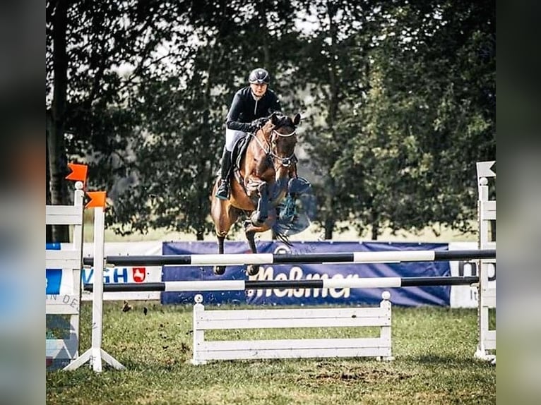 Koń oldenburski Klacz 14 lat 166 cm Ciemnogniada in Ostbevern