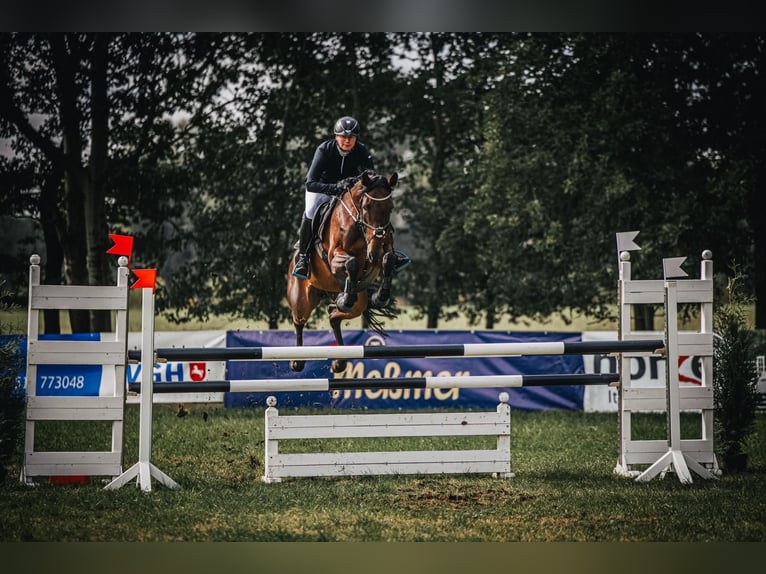 Koń oldenburski Klacz 14 lat 166 cm Ciemnogniada in Ostbevern