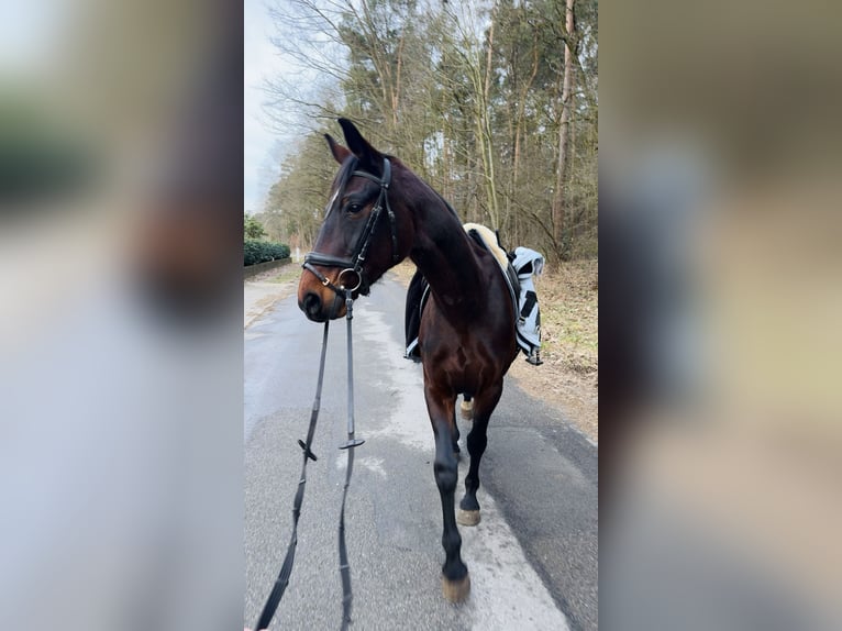 Koń oldenburski Klacz 14 lat 167 cm Ciemnogniada in Lengerich