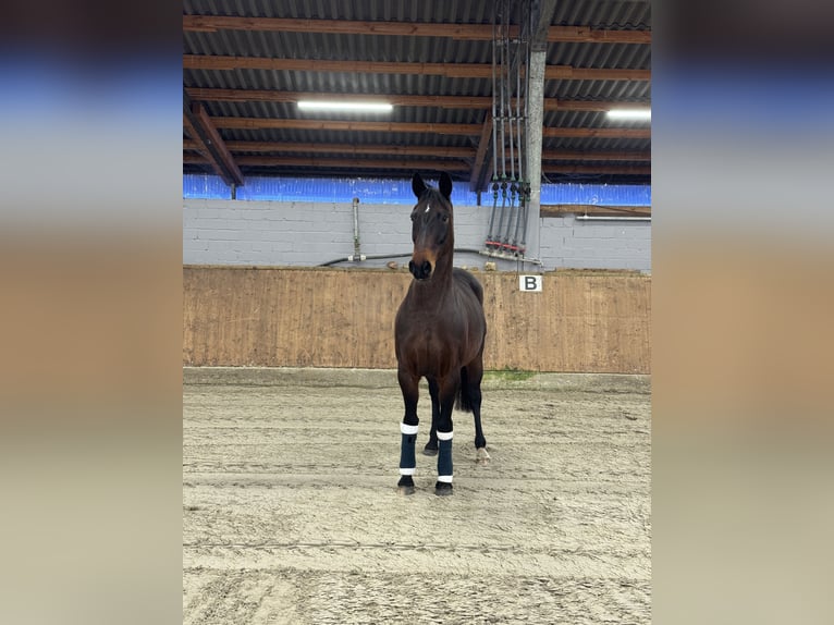 Koń oldenburski Klacz 14 lat 167 cm Ciemnogniada in Lengerich