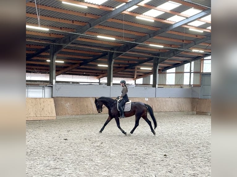 Koń oldenburski Klacz 14 lat 167 cm Ciemnogniada in Lengerich