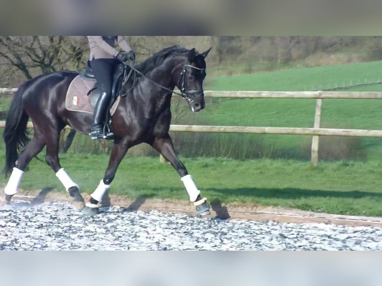 Koń oldenburski Klacz 14 lat 167 cm Kara in Ostercappeln