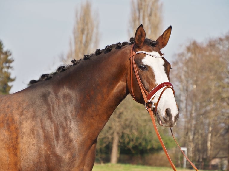 Koń oldenburski Klacz 14 lat 168 cm Gniada in Bramsche