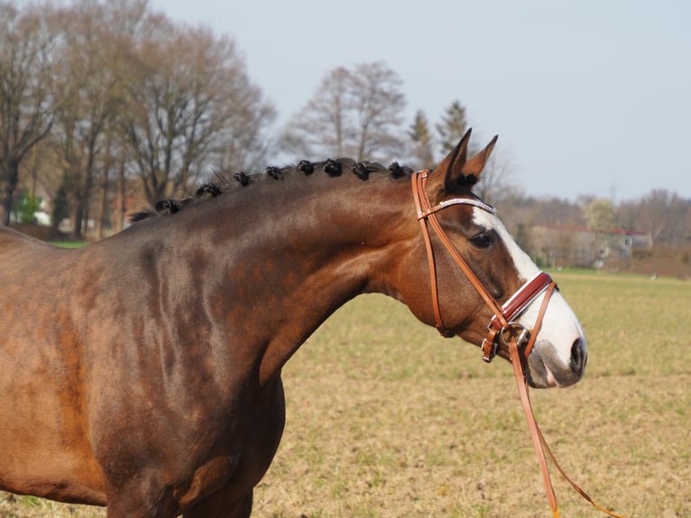 Koń oldenburski Klacz 14 lat 168 cm Gniada in Bramsche