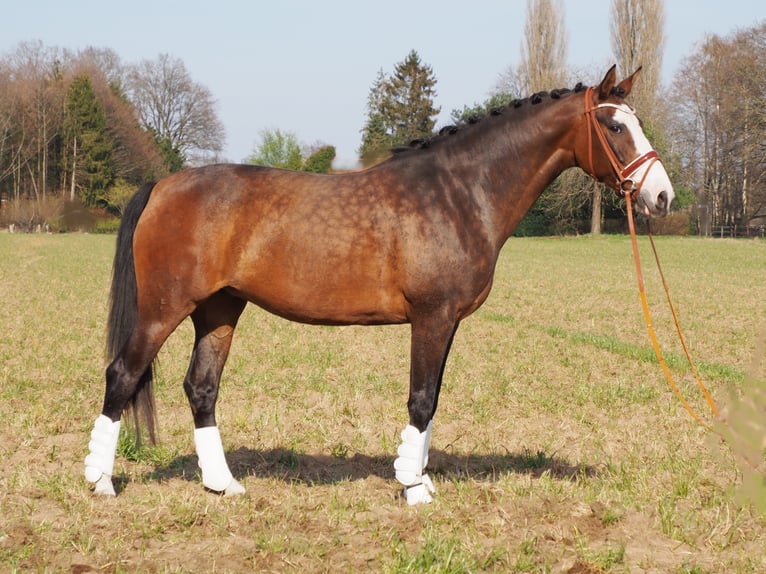 Koń oldenburski Klacz 14 lat 168 cm Gniada in Bramsche