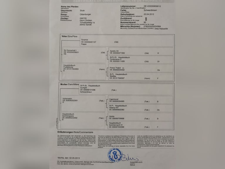 Koń oldenburski Klacz 14 lat 168 cm Skarogniada in Menznau