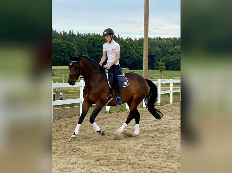 Koń oldenburski Klacz 14 lat 169 cm Ciemnogniada in Zittau