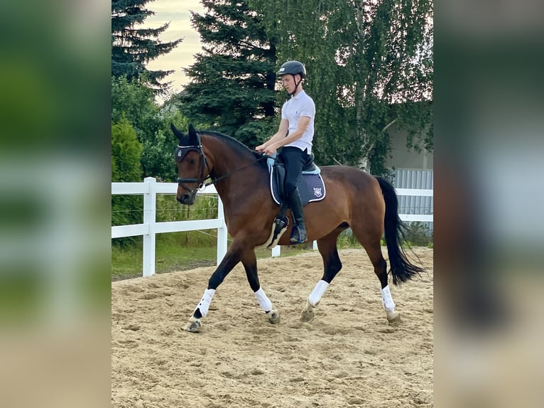 Koń oldenburski Klacz 14 lat 169 cm Ciemnogniada in Zittau