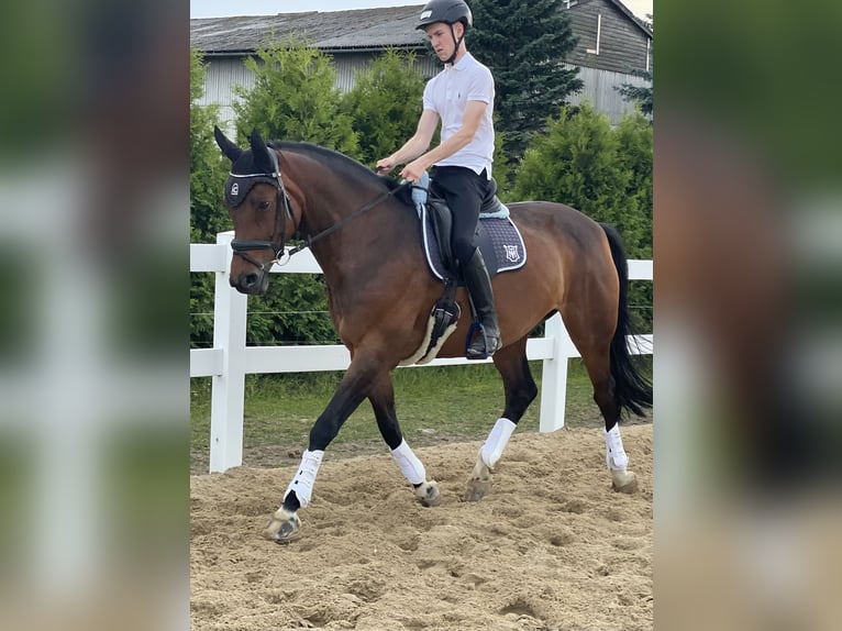 Koń oldenburski Klacz 14 lat 169 cm Ciemnogniada in Zittau