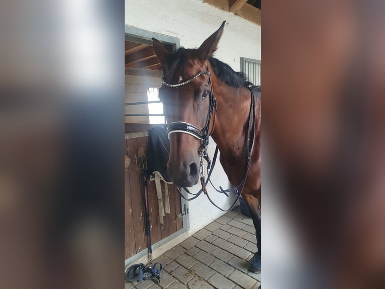 Koń oldenburski Klacz 14 lat 169 cm Gniada in Westerkappeln