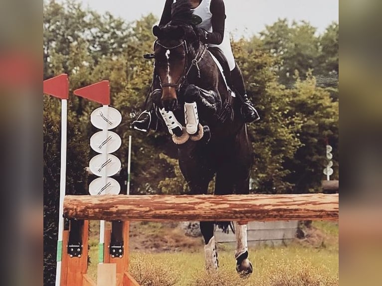 Koń oldenburski Klacz 14 lat 170 cm Ciemnogniada in Hesel