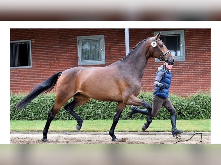 Koń oldenburski Klacz 14 lat 172 cm Ciemnogniada in Blunk