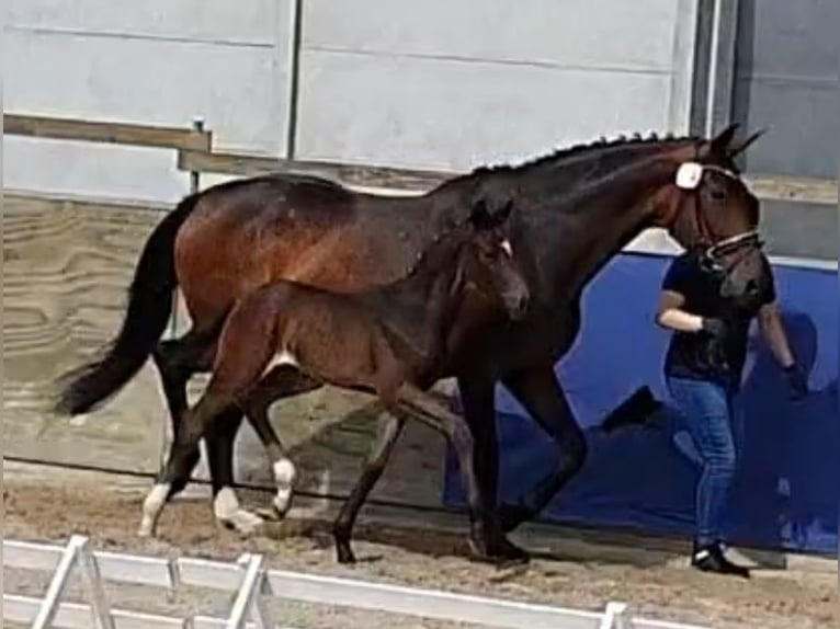 Koń oldenburski Klacz 14 lat 173 cm Ciemnogniada in Walchum