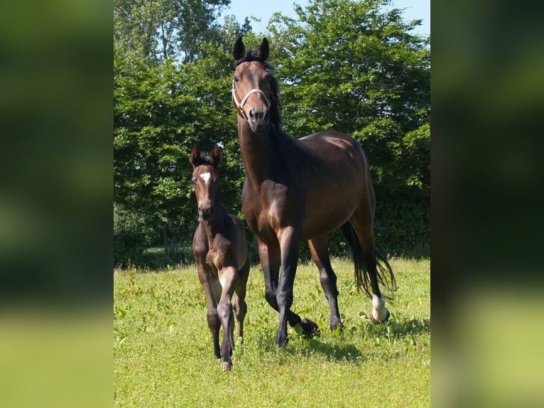 Koń oldenburski Klacz 14 lat 173 cm Ciemnogniada in Walchum