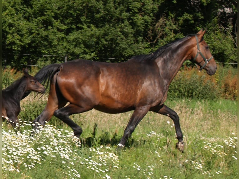 Koń oldenburski Klacz 14 lat 173 cm Ciemnogniada in Walchum