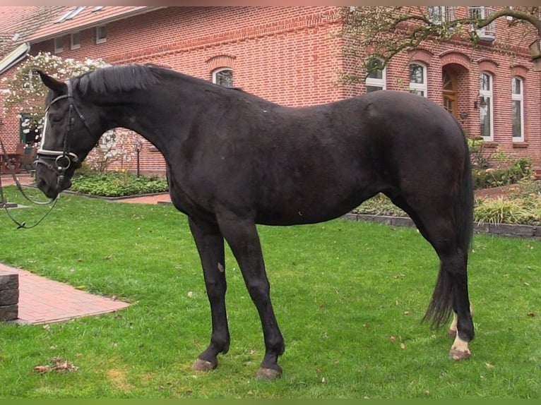 Koń oldenburski Klacz 14 lat 173 cm Kara in Cloppenburg