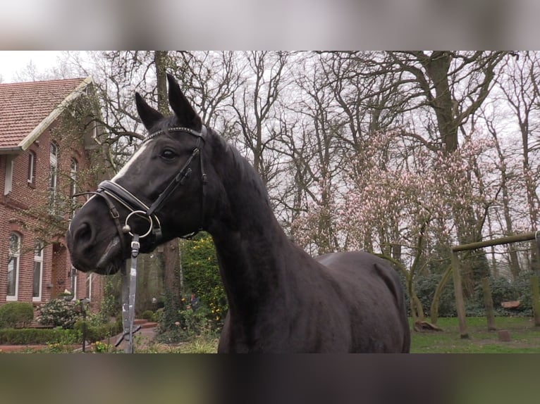 Koń oldenburski Klacz 14 lat 173 cm Kara in Cloppenburg