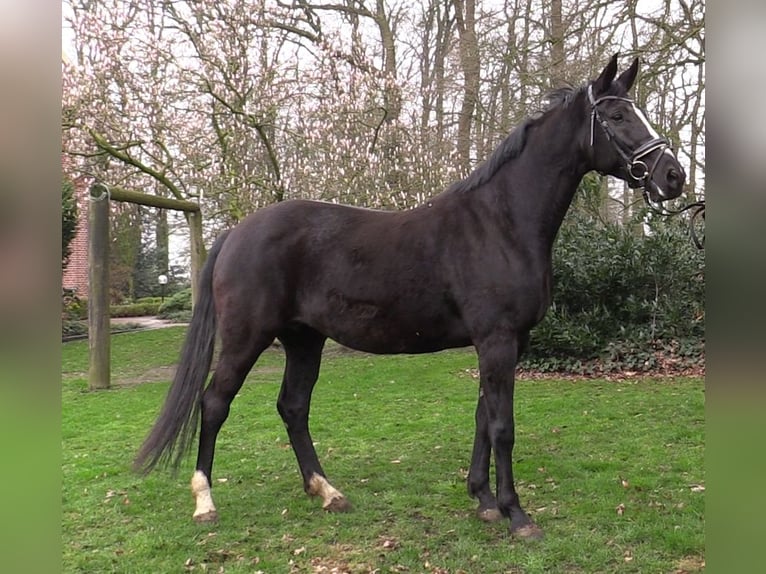 Koń oldenburski Klacz 14 lat 173 cm Kara in Cloppenburg