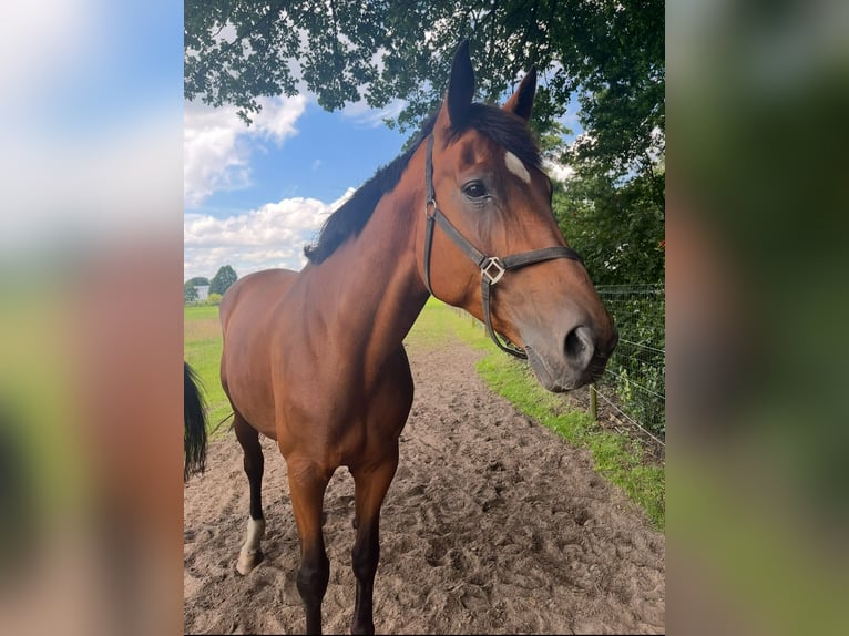 Koń oldenburski Klacz 14 lat 180 cm Gniada in Steinfeld (Oldenburg)