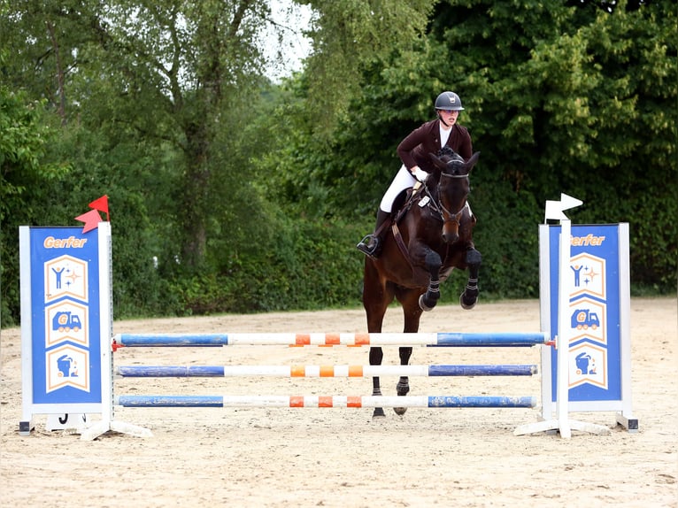Koń oldenburski Klacz 14 lat 180 cm Skarogniada in Leverkusen