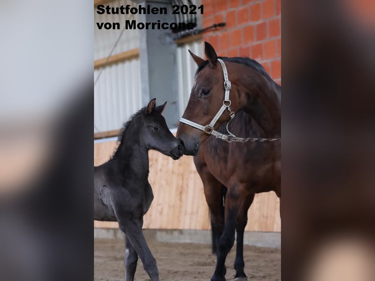 Koń oldenburski Klacz 15 lat 163 cm Gniada in Molbergen