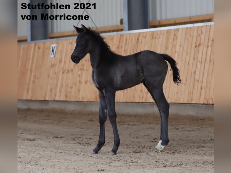 Koń oldenburski Klacz 15 lat 163 cm Gniada in Molbergen