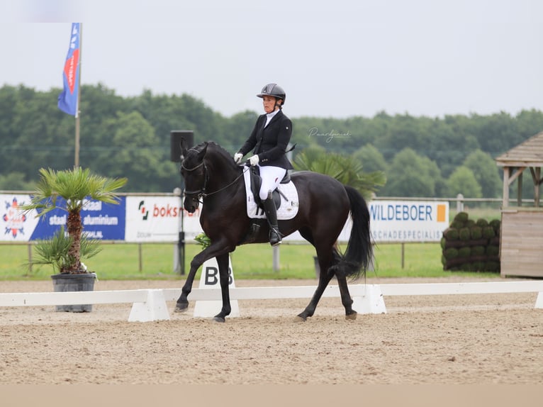 Koń oldenburski Klacz 15 lat 163 cm Kara in Nootdorp