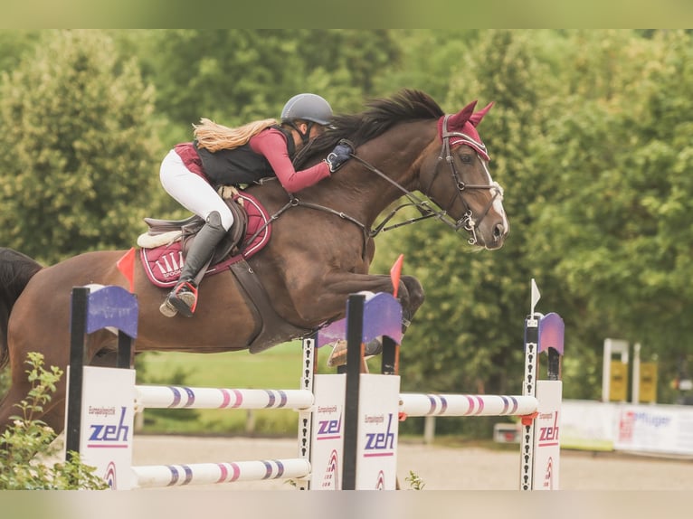 Koń oldenburski Klacz 15 lat 164 cm Ciemnogniada in Hochdorf