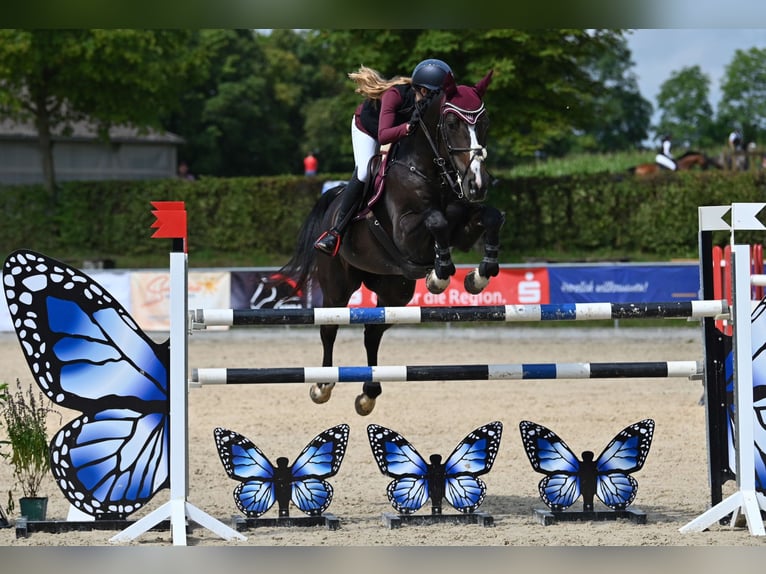 Koń oldenburski Klacz 15 lat 164 cm Ciemnogniada in Hochdorf