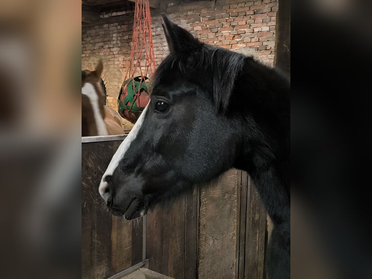 Koń oldenburski Klacz 15 lat 164 cm Kara in Rehden