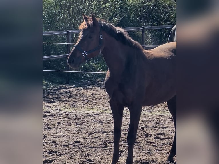 Koń oldenburski Klacz 15 lat 165 cm Ciemnokasztanowata in Wolfsburg