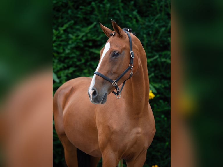 Koń oldenburski Klacz 15 lat 165 cm Gniada in Damme