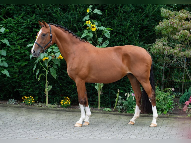 Koń oldenburski Klacz 15 lat 165 cm Gniada in Damme